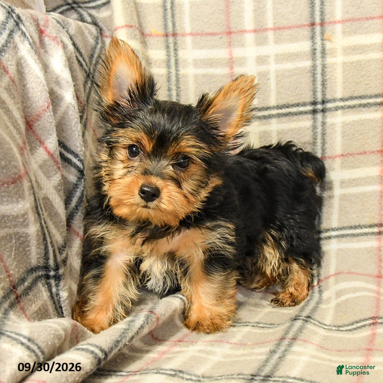 Nora