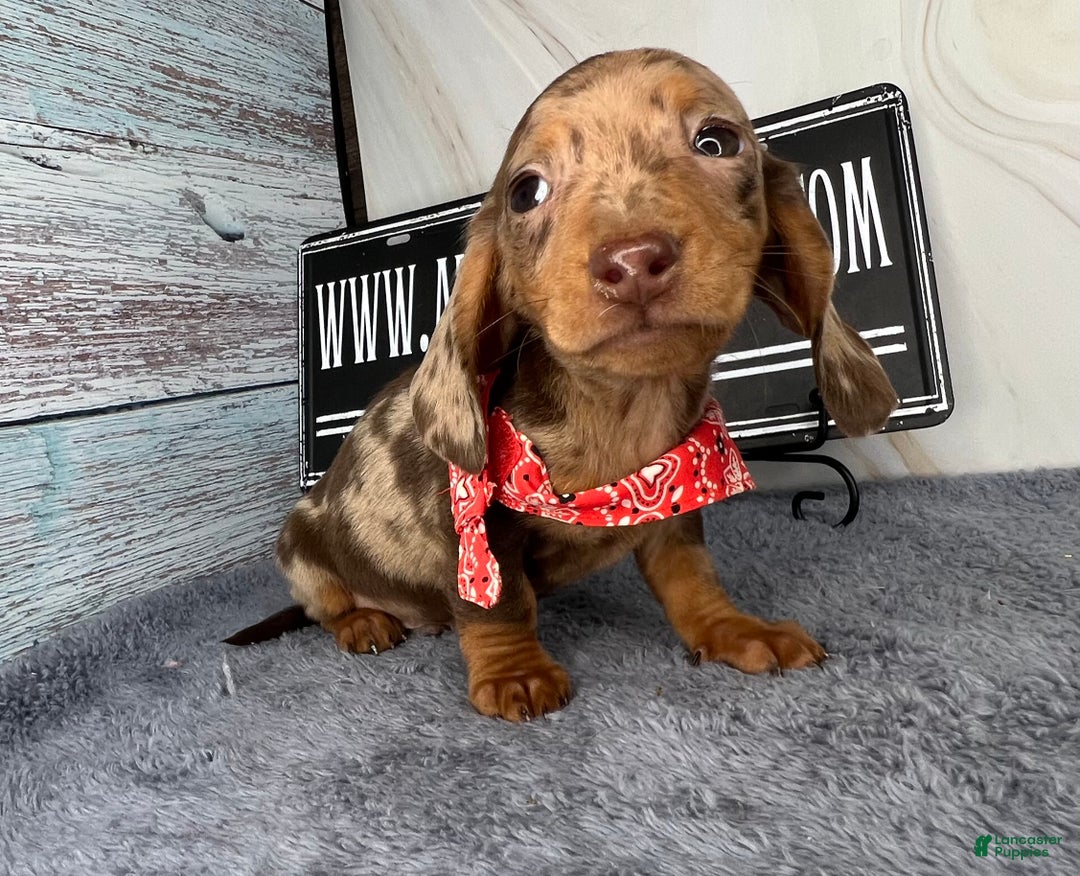Dachshund dogs for sale: Ch Harriet LH dappleAkc - Ad 10