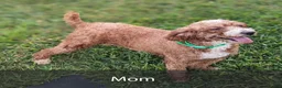 Miniature Poodle dogs for sale: Sabrina - Ad 8
