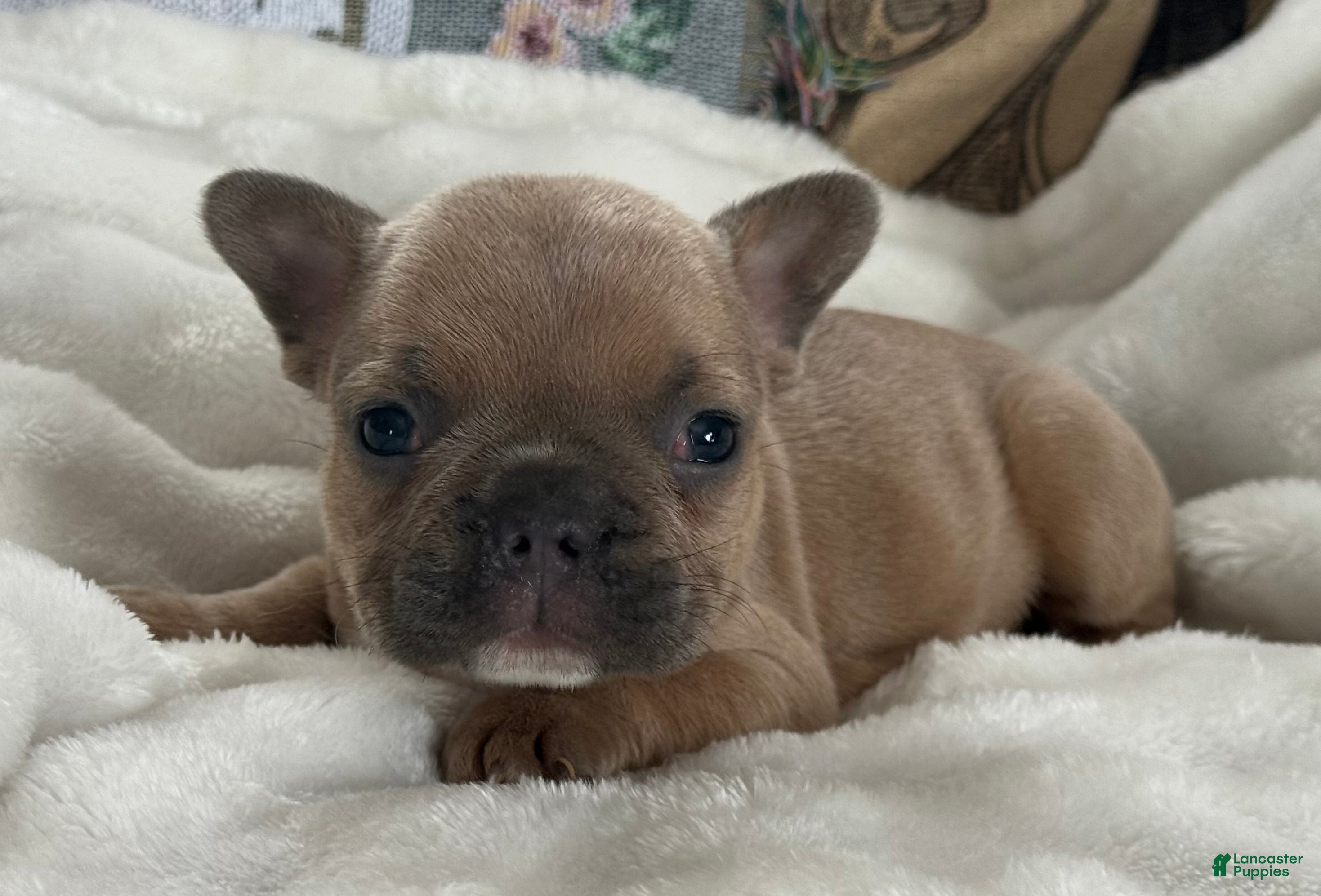 French Bulldog dogs Wilder - Ad 36