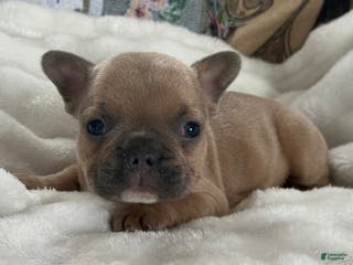 French Bulldog dogs Wilder - Ad 28