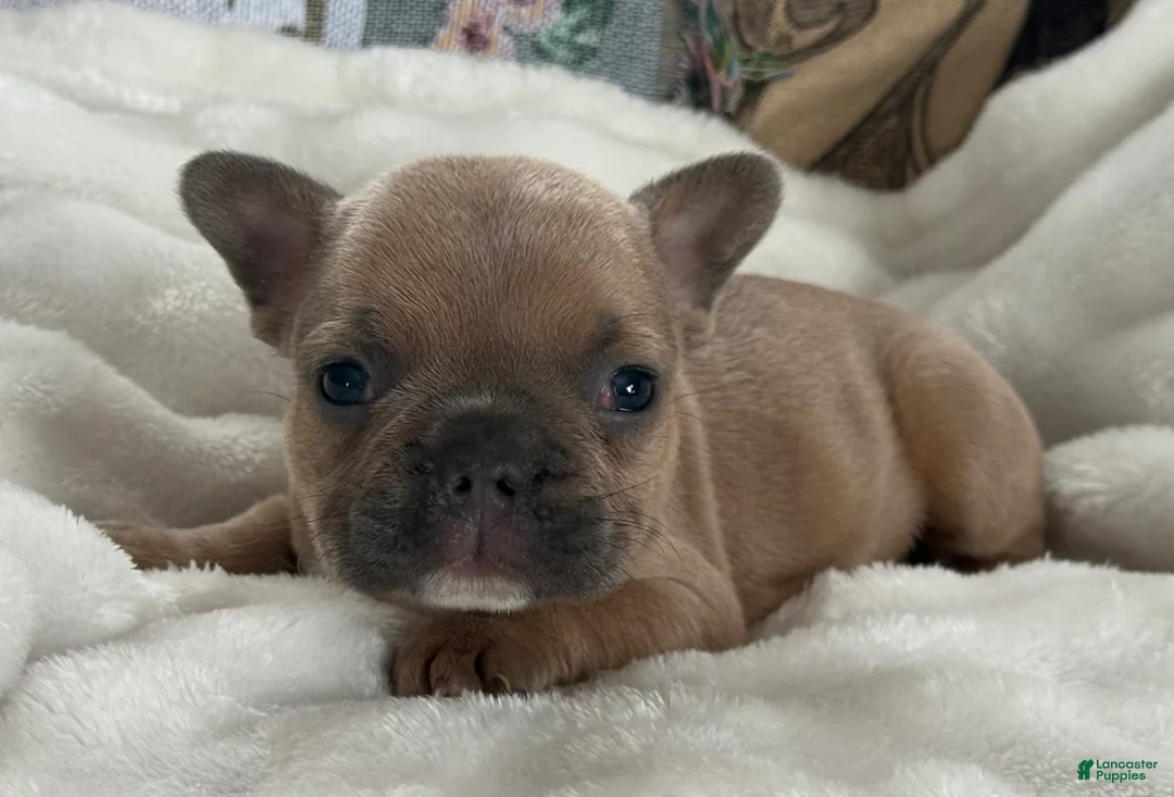 French Bulldog dogs for sale: Wilder - Ad 18