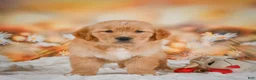Golden Retriever dogs for sale: Rosie - Ad 10