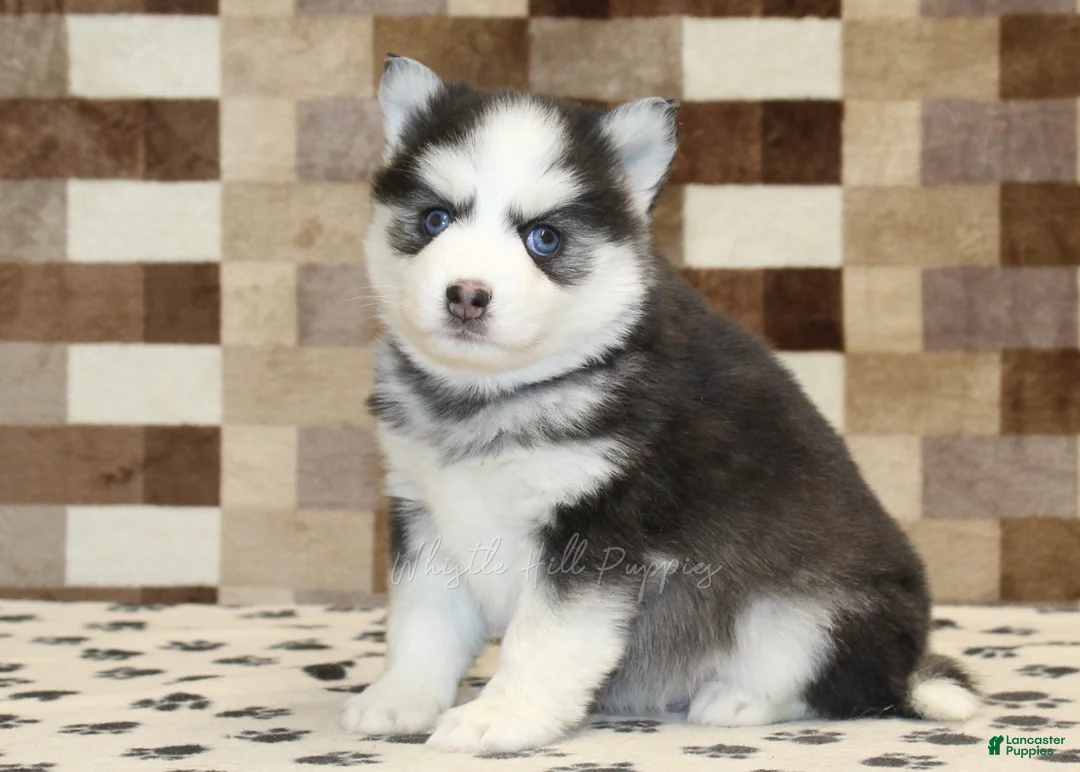 Pomsky dogs for sale: Ice - Ad 1