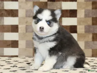 Pomsky dogs Ice - Ad 36