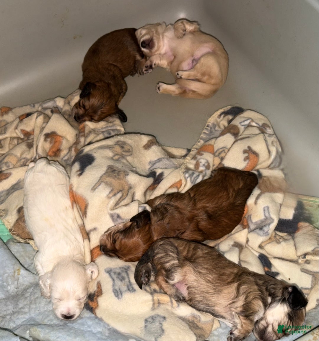 Miniature Dachshund dogs for sale: ee cream - Ad 6