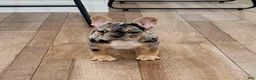 French Bulldog dogs for sale: French Bulldog 3 - Ad 1
