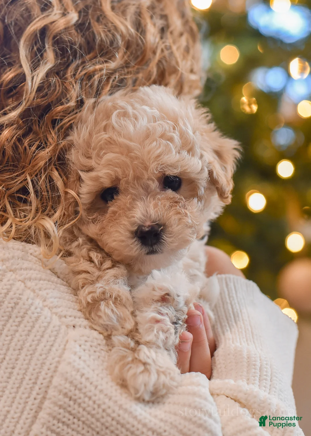 Maltipoo dogs for sale: Forrest - Ad 2