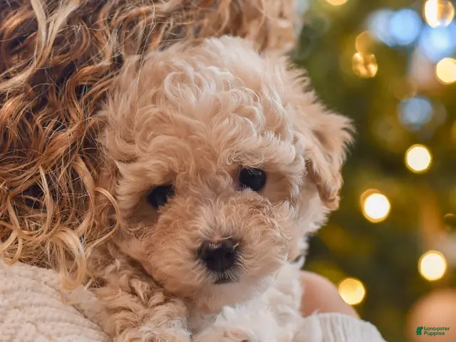 Maltipoo dogs for sale: Forrest - Ad 2