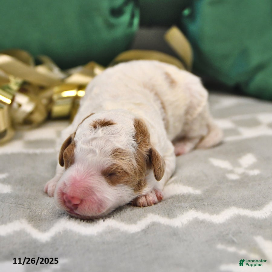 Mini Goldendoodle dogs Fiona - Ad 35