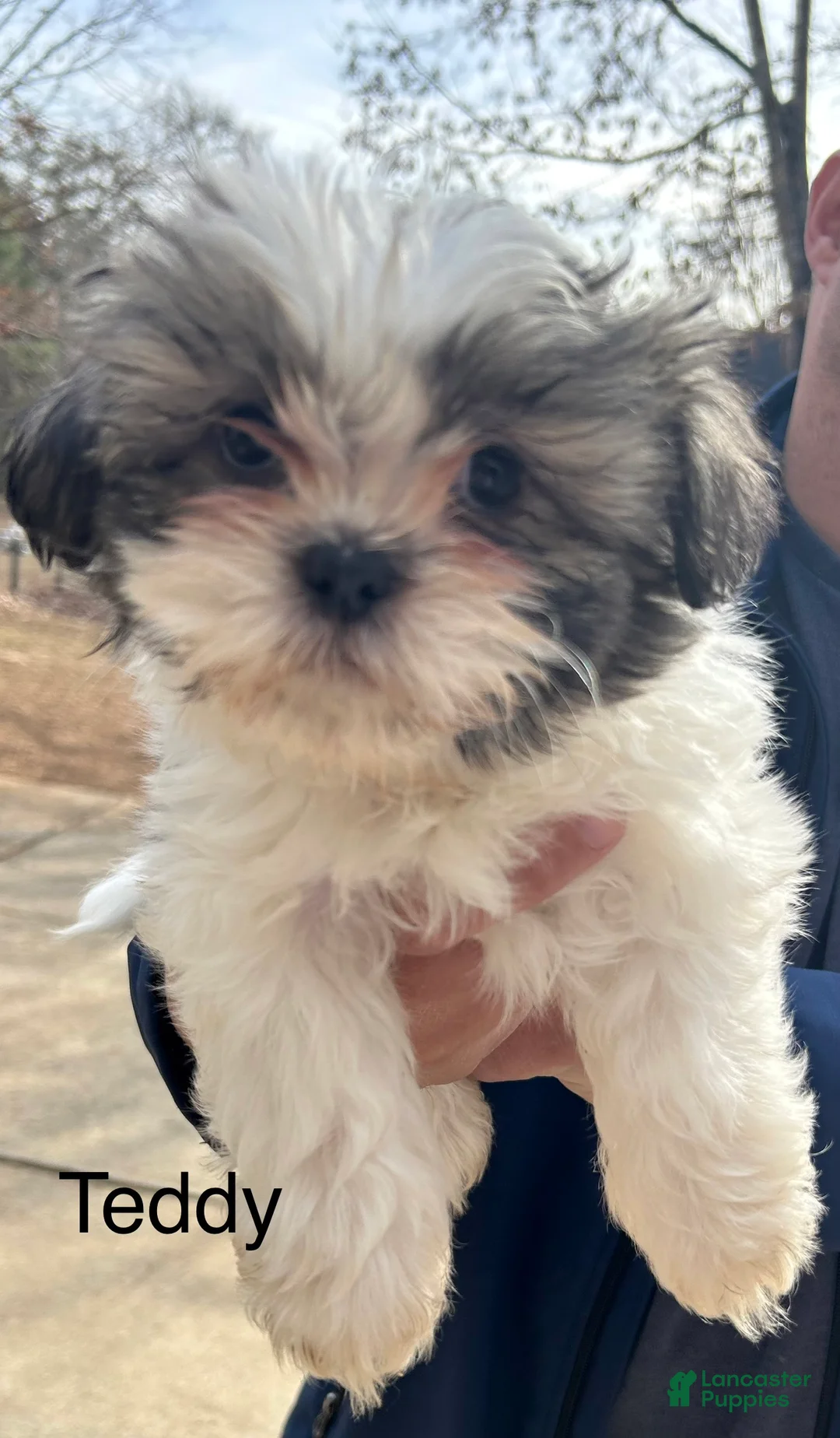 Shih Tzu dogs for sale: Teddy - Ad 1