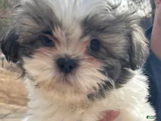 Shih Tzu dogs Teddy - Ad 25