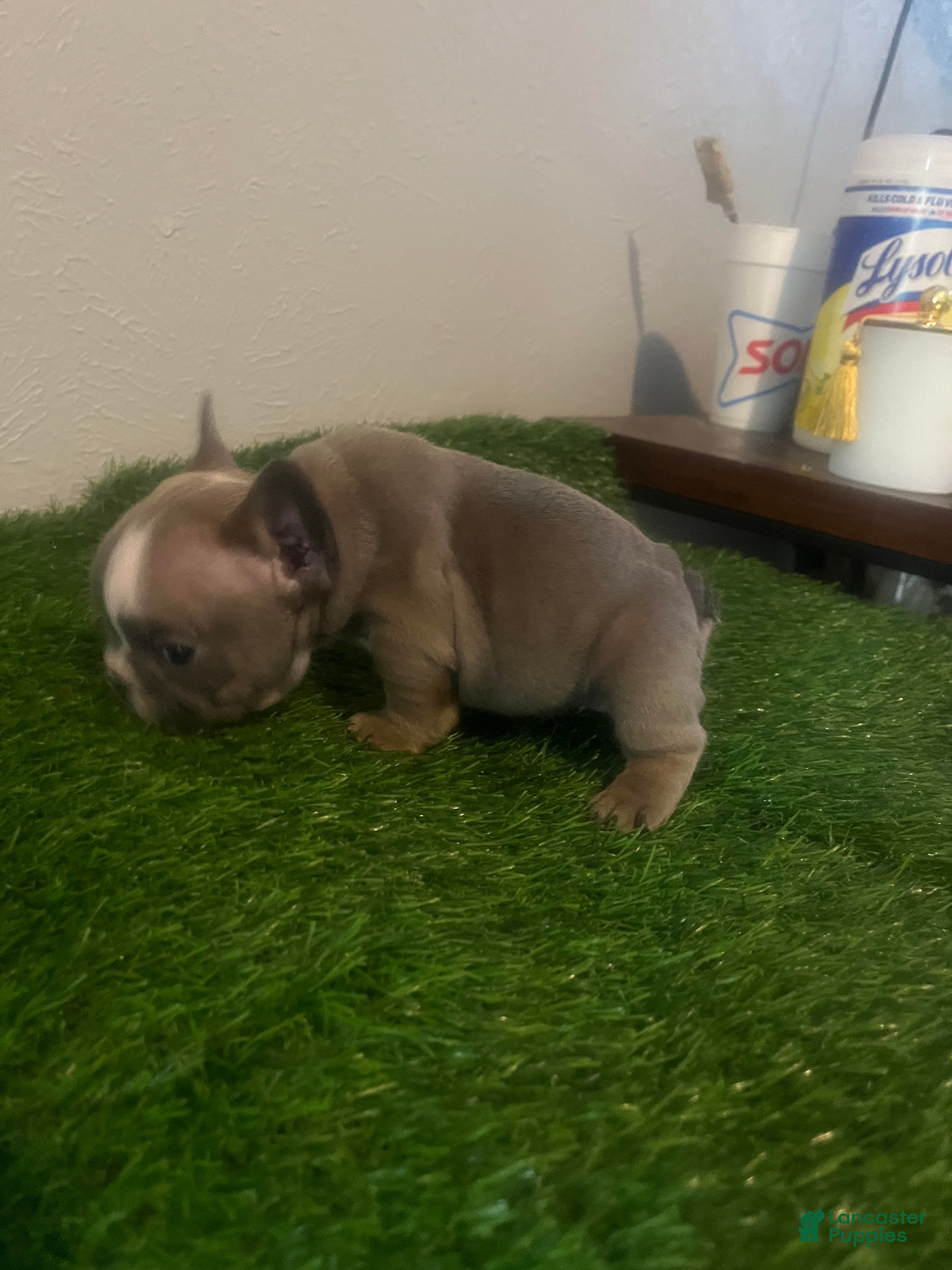 French Bulldog dogs French Bulldog 2 - Ad 42