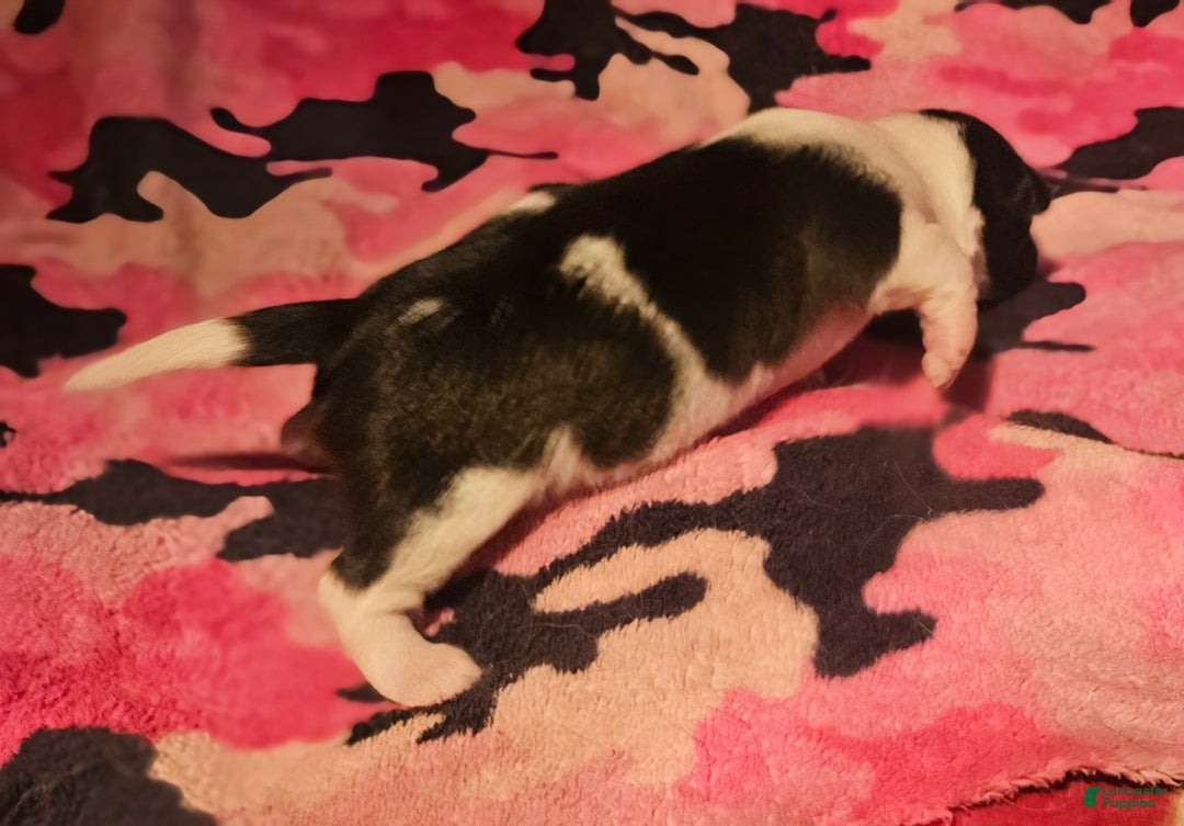 Chihuahua dogs for sale: Diane - Ad 7