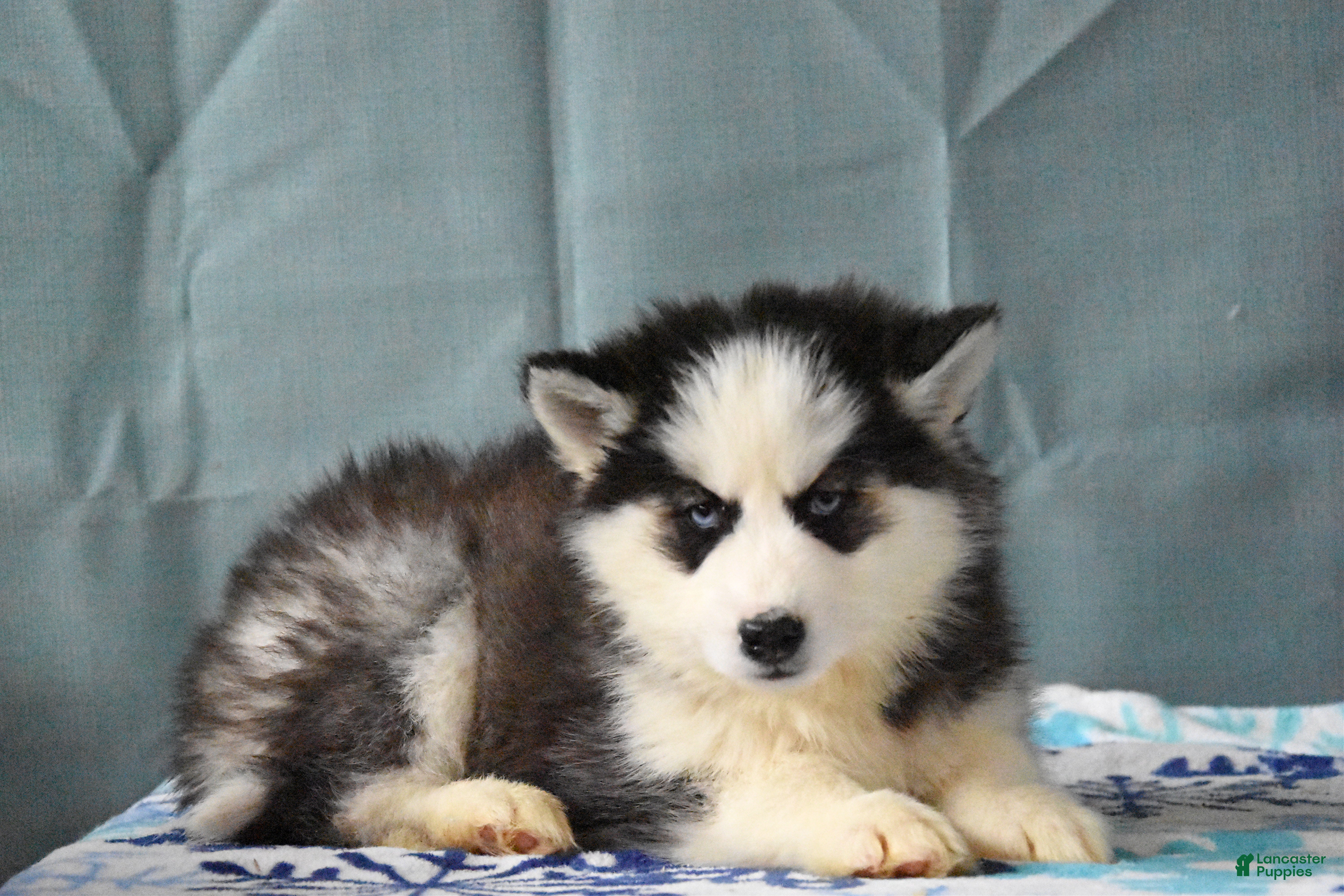 Siberian Husky dogs Brinley - Ad 10
