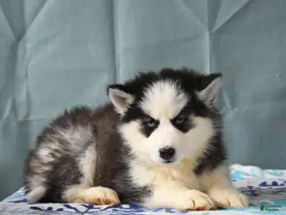 Siberian Husky dogs Brinley - Ad 25