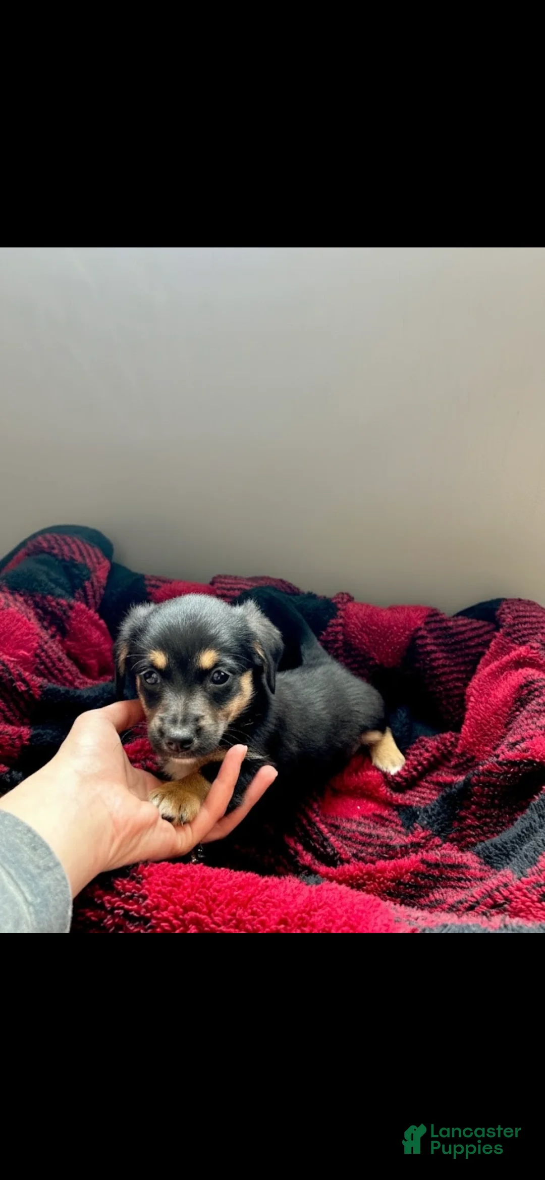 Mixed Breed dogs for sale: Millie - Ad 3