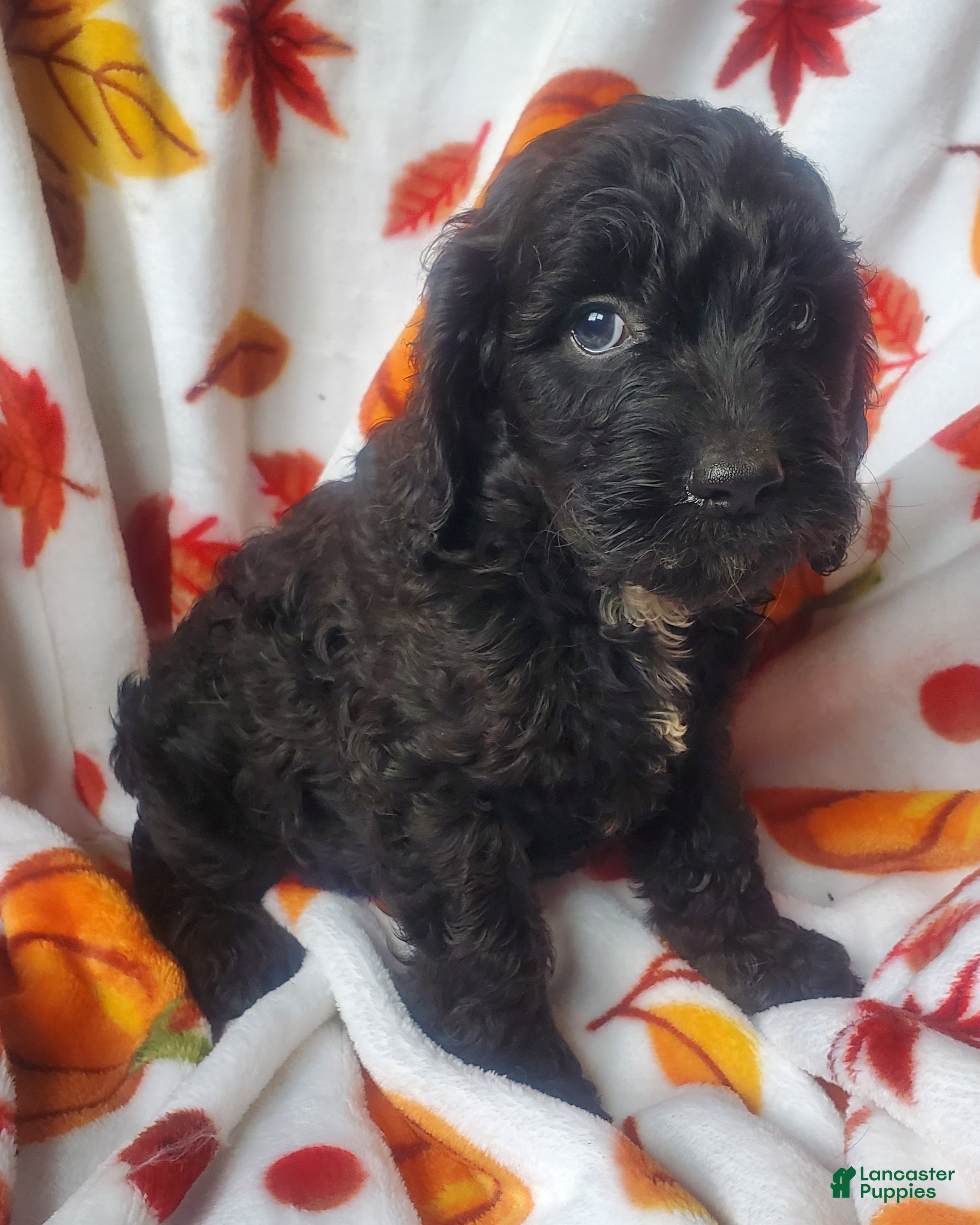 Cockapoo dogs Scout - Ad 10