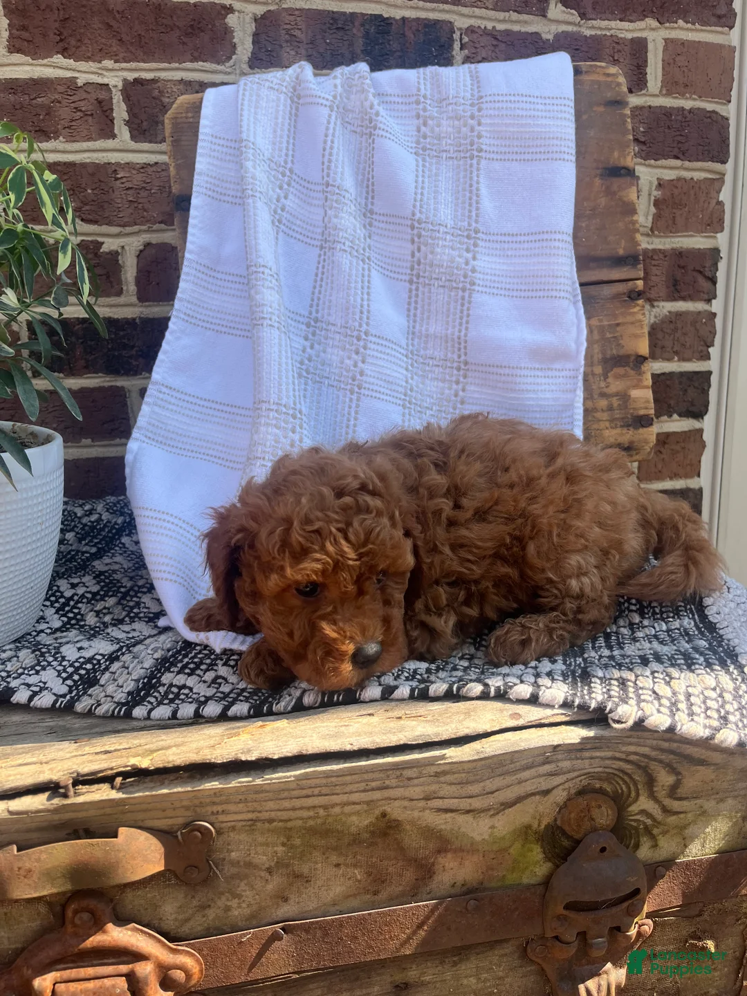 Mini Goldendoodle dogs for sale: Charlie - Ad 2