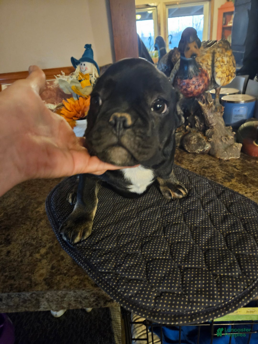 French Bulldog dogs for sale: French Bulldog Puppy 3 - Ad 1