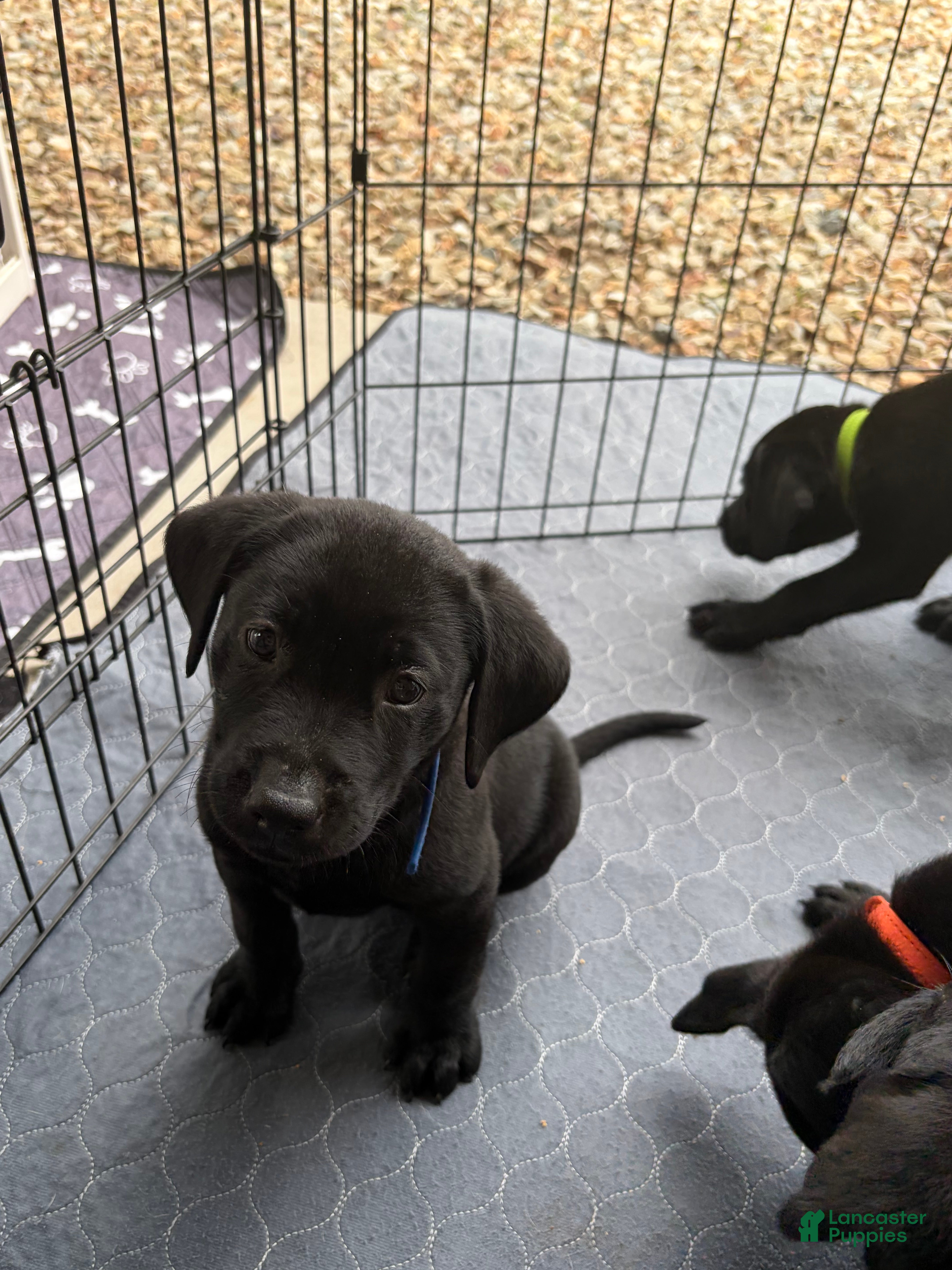 Labrador Retriever dogs Labrador Retriever 2 - Ad 5