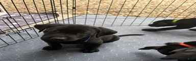 Labrador Retriever 2