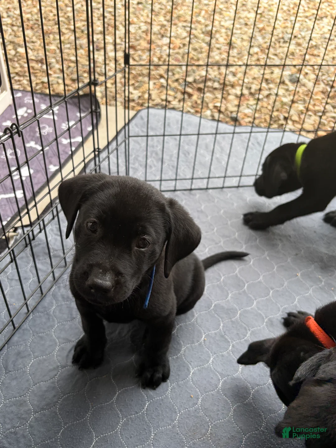 Labrador Retriever dogs for sale: Labrador Retriever 2 - Ad 1