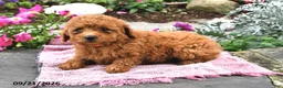 Bichpoo dogs for sale: Tootsie - Ad 4