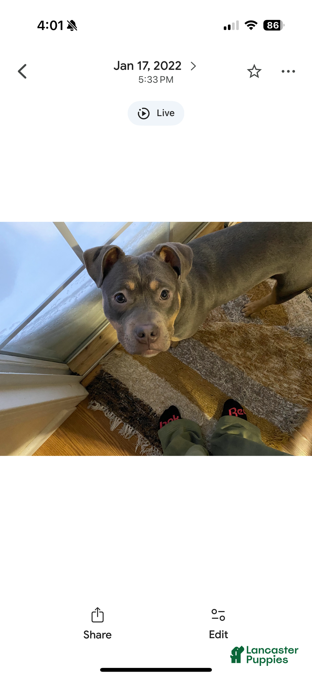 American Bully dogs for sale: Millie  - Ad 7
