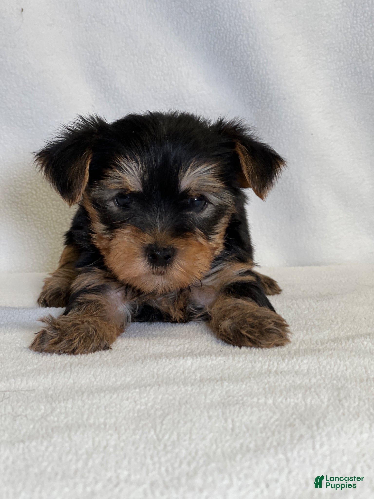 Yorkshire Terrier dogs Toby - Ad 2