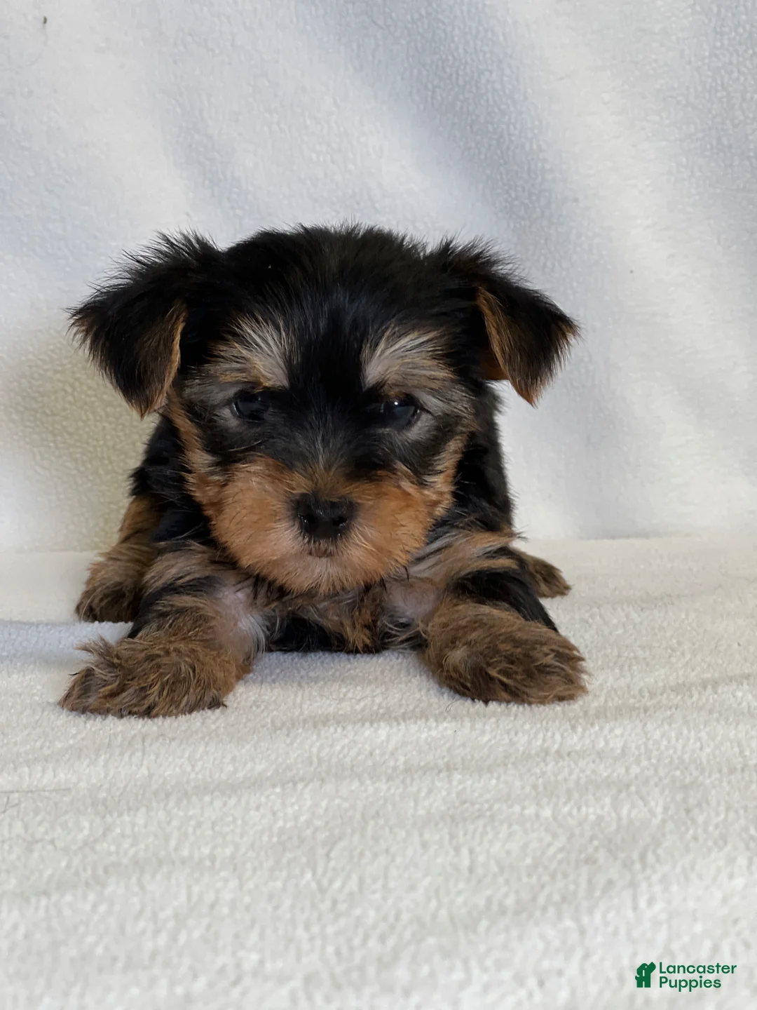 Yorkshire Terrier dogs for sale: Toby - Ad 2