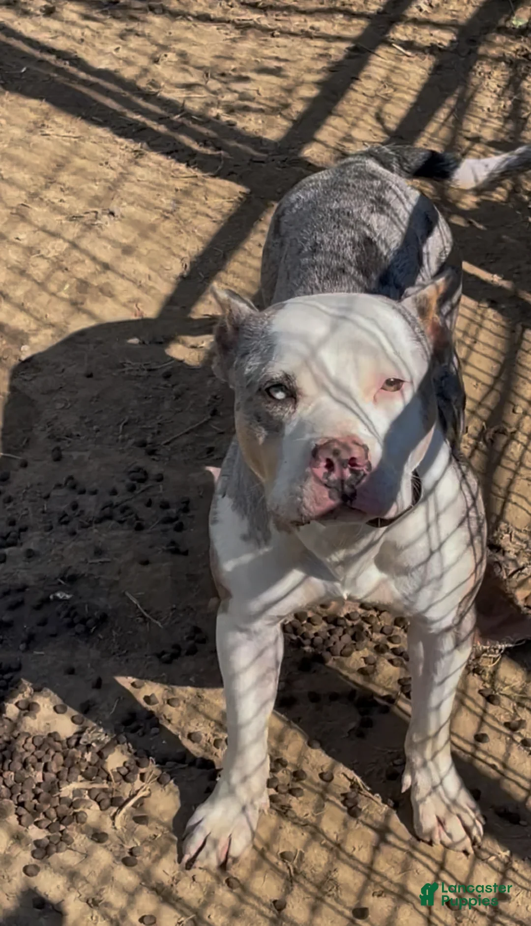 American Bully dogs for sale: Dream - Ad 1