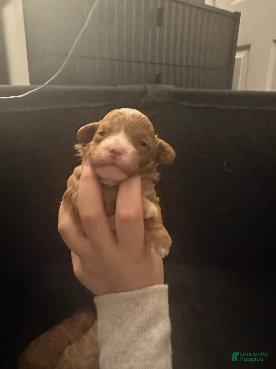 Toy Poodle dogs for sale: Toy Poodle Puppy 2 - Ad 2