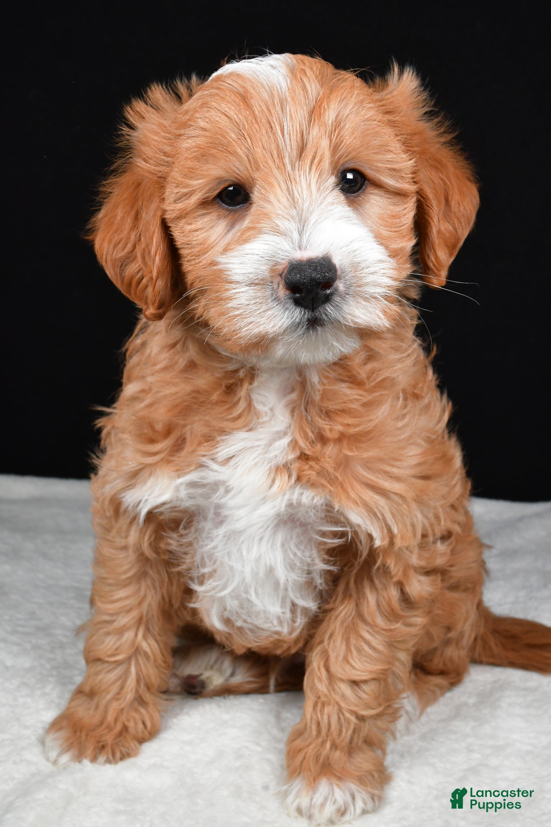 Mixed Breed dogs Conner - Ad 2