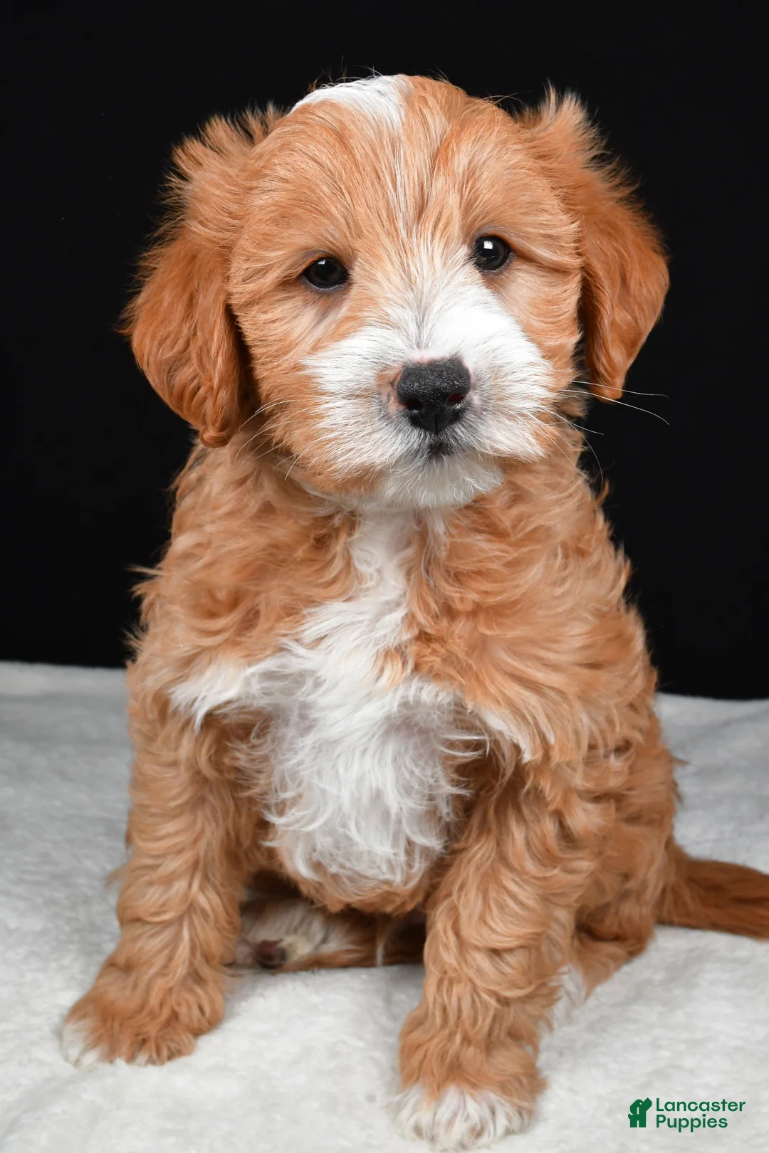 Mixed Breed dogs for sale: Conner - Ad 2