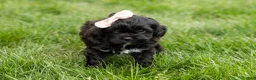 Shihpoo dogs for sale: Irma  - Ad 2