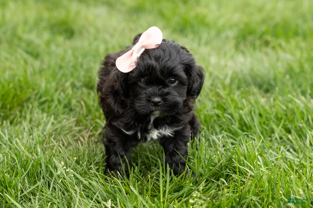 Shihpoo dogs for sale: Irma  - Ad 2