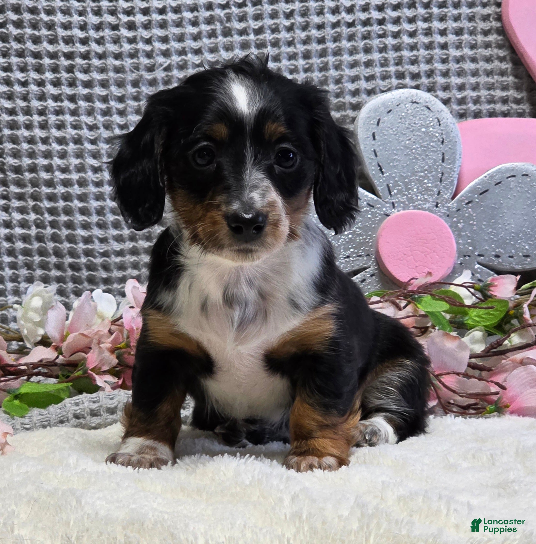 Miniature Dachshund dogs Elsa - Ad 1