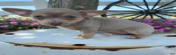 Chihuahua dogs for sale: Lacy - Ad 4