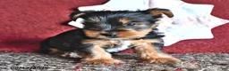 Yorkshire Terrier dogs for sale: Jack  - Ad 3