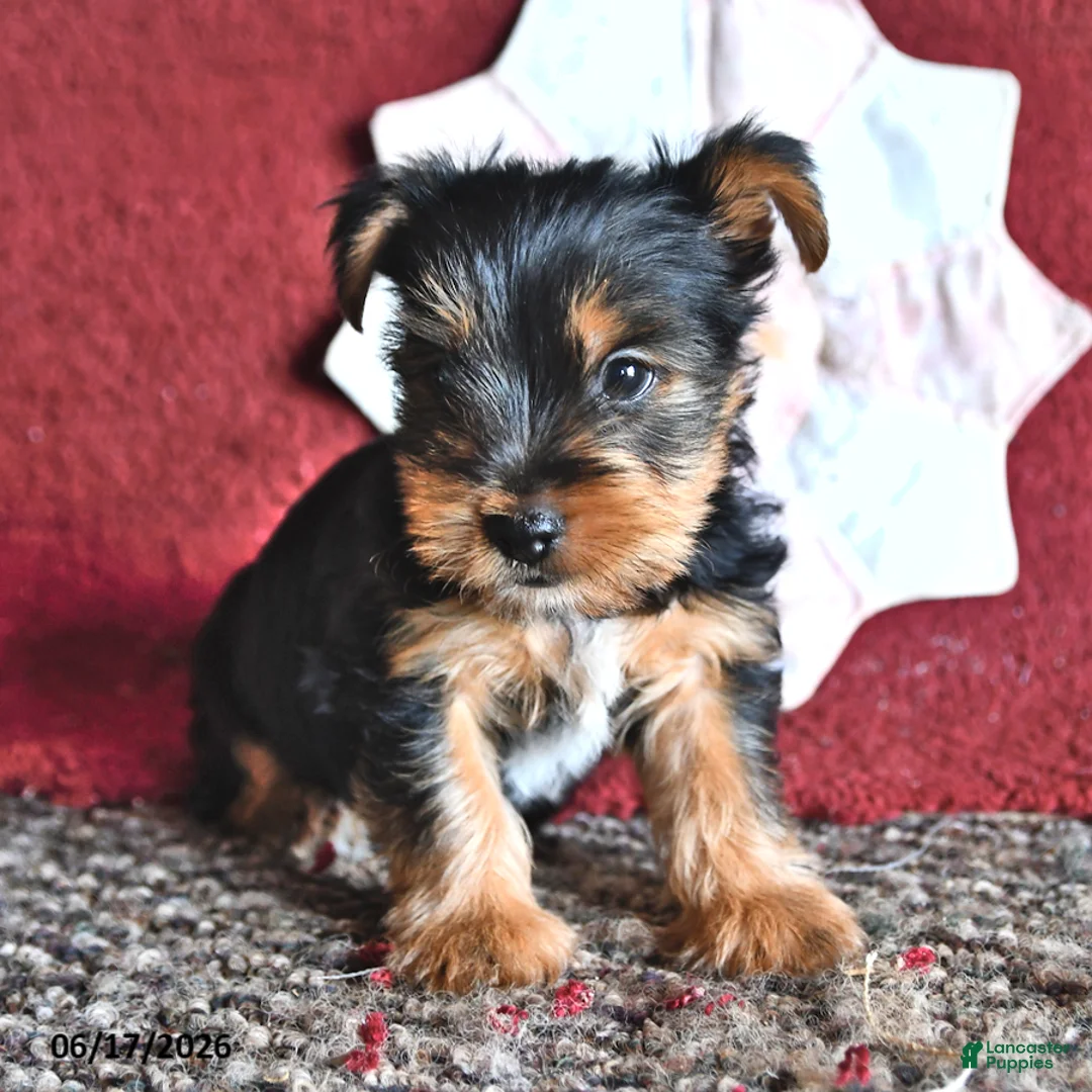 Yorkshire Terrier dogs for sale: Jack  - Ad 3