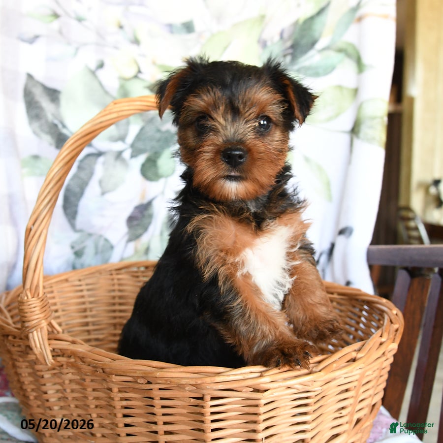 Yorkshire Terrier dogs Mia  - Ad 1