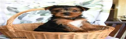 Yorkshire Terrier dogs for sale: Mia  - Ad 1