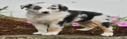 Miniature Australian Shepherd dogs for sale: Pansey - Ad 3