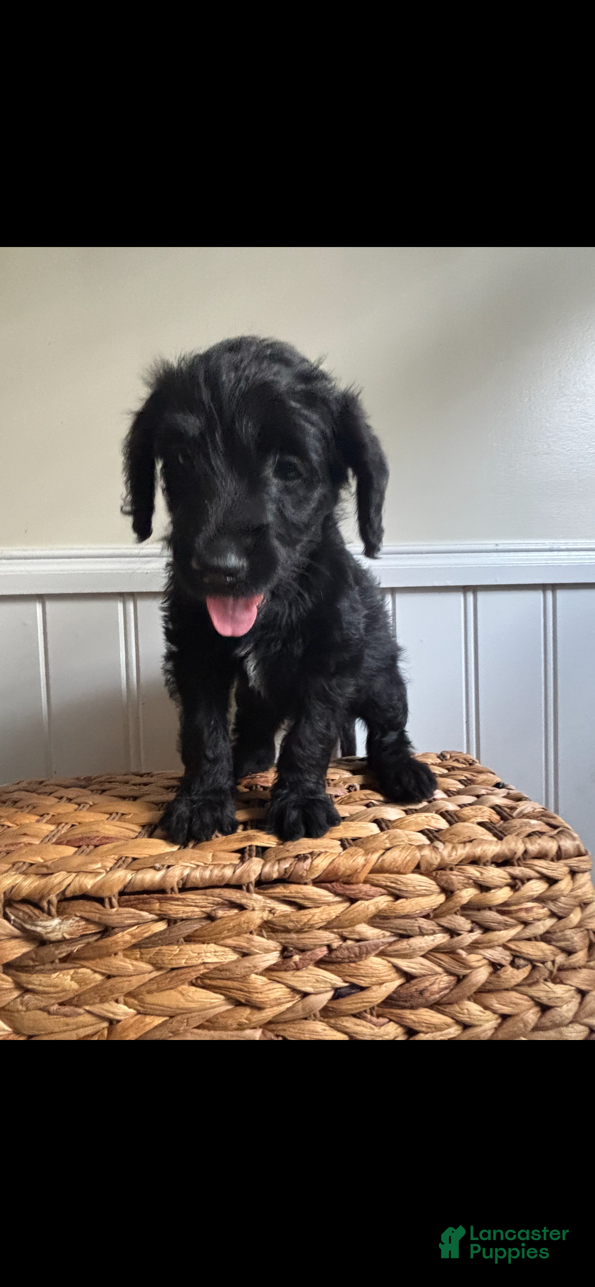 Labradoodle dogs for sale: Theodore  - Ad 1