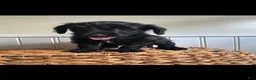 Labradoodle dogs for sale: Theodore  - Ad 1