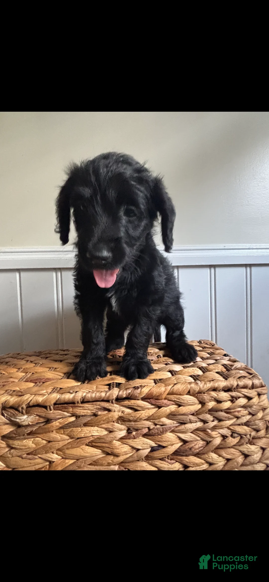 Labradoodle dogs for sale: Theodore  - Ad 1
