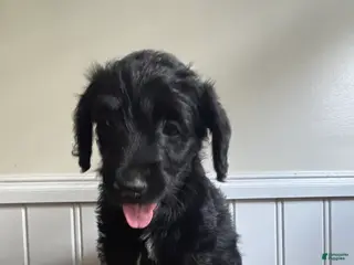 Labradoodle dogs Theodore - Ad 29