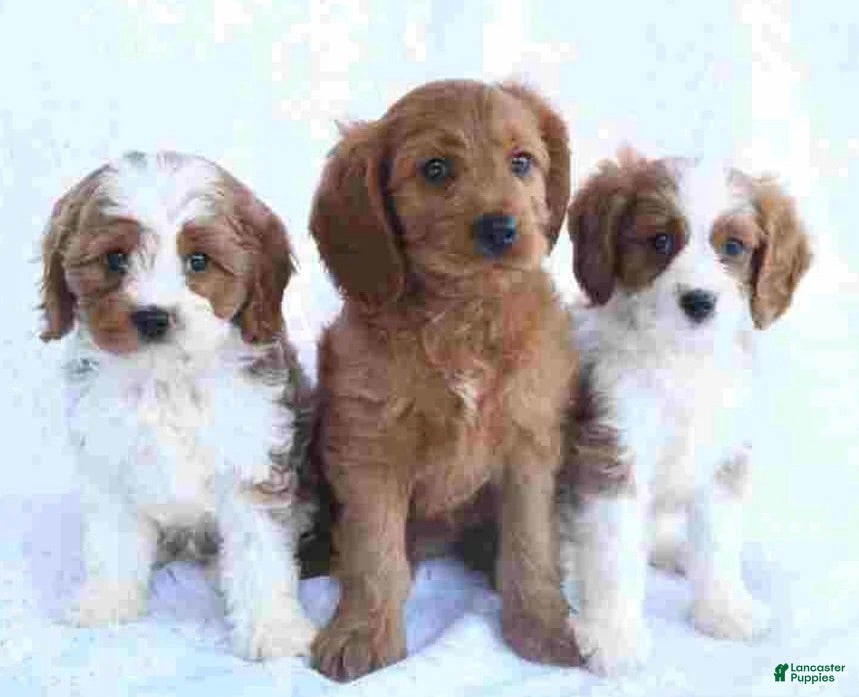 Cavapoo dogs for sale: Cavapoo 3 - Ad 4