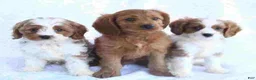 Cavapoo dogs for sale: Cavapoo 3 - Ad 1